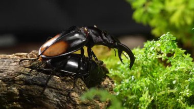 Erkek ve dişi geyik böcekleri çiftleşme mevsiminde. Hexarthrius parryi, büyük bir erkek geyik böceği türüdür..