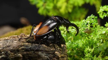 Erkek ve dişi geyik böcekleri çiftleşme mevsiminde. Hexarthrius parryi, büyük bir erkek geyik böceği türüdür..