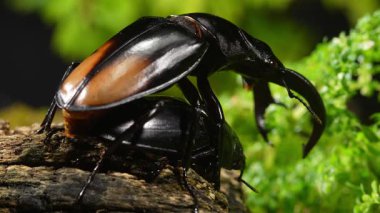 Erkek ve dişi geyik böcekleri çiftleşme mevsiminde. Hexarthrius parryi, büyük bir erkek geyik böceği türüdür..