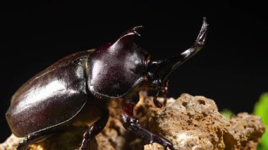 Tepedeki böcek. Japon boynuz böceği ya da kabuto Japon çocuk için favori evcil hayvandır..