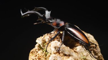Tayland Golden Hart Geyik Böceği. Rhaetulus crenatus speciosus. Kuzey Tayland Toplama Alanı.