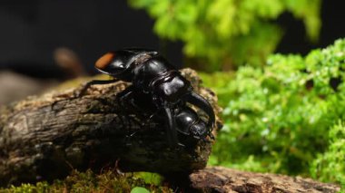 Böcekler doğada ürüyorlar. Hexarthrius parryi, büyük bir erkek geyik böceği türüdür..