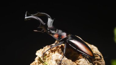 Tayland Golden Hart Geyik Böceği. Rhaetulus crenatus speciosus. Kuzey Tayland Toplama Alanı.