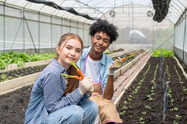 Genç erkekler ve kadınlar organik tarlalarda bebek havuçları kazıyorlar..