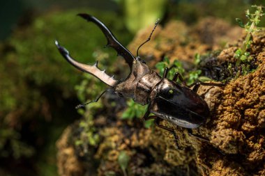 Stag beetle. Cyclommatus metallifer is a species of stag beetle in the family Lucanidae.