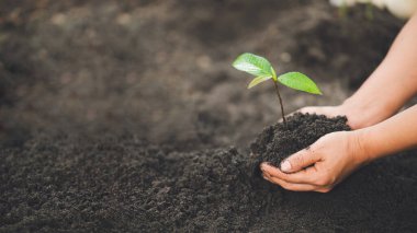 Toprakta büyüyen yeşil fideleri tutan eller. Ekoloji kavramı.