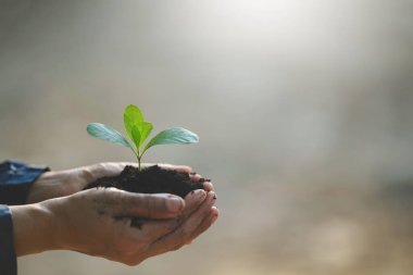 Dünya Çevre Günü kavramı ve bulanık doğa arka planında sürdürülebilirlik kavramının tohumlanması