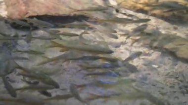 Doğal akarsulardaki balık sürüsü