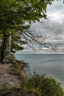 Tree and autumn evening seascape