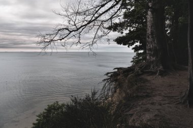 Tree and autumn evening seascape