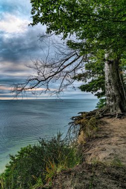 Tree and autumn evening seascape