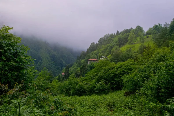 stock image Tea plantation in the evening sun. Rize city in Turkey