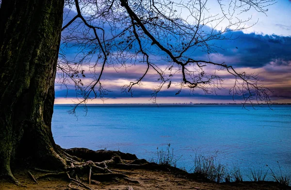 Tree Autumn Evening Seascape — Fotografia de Stock