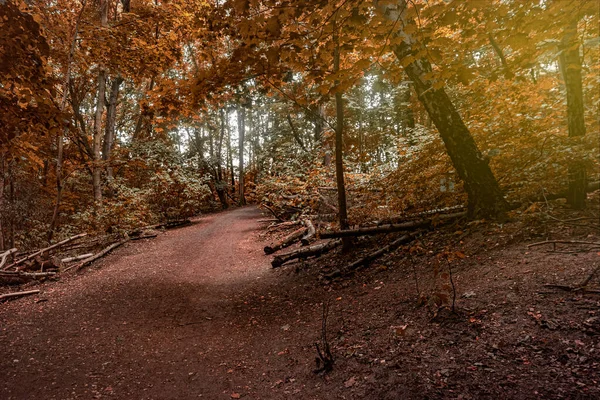 Trail Old Autumn Forest — ストック写真