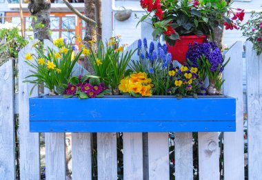 Flower pot with spring flowers. Home and garden decoration