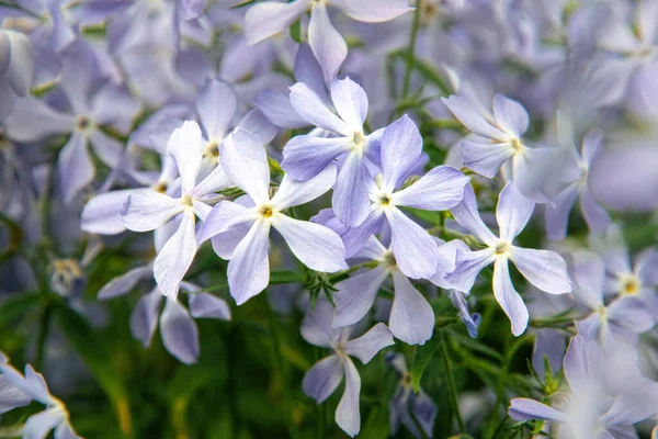 Fleurs Matthiola Parfumées Bleues Dans Jardin — Photo