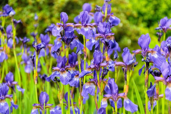 Flores Íris Azul Jardim Primavera Ensolarado — Fotografia de Stock