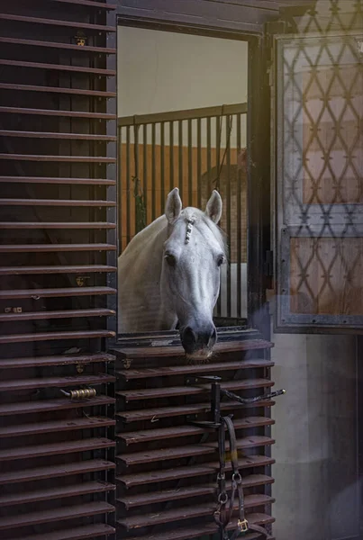 Кінь Подвір Іспанської Школи Вершників Відень — стокове фото