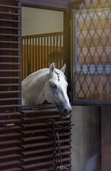 Kůň Nádvoří Španělské Jezdecké Školy Vídeň — Stock fotografie