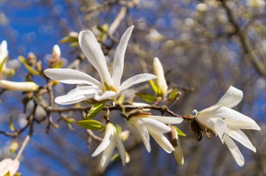 Bahar bahçesinde beyaz manolyalar