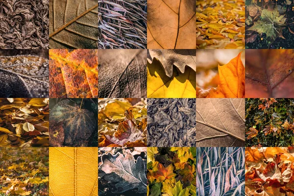 Der Herbst Hinterlässt Spuren Natürliche Textur — Stockfoto