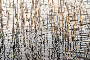 Su ve sazlıklarda dalgalanmalar