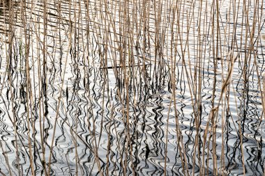 Su ve sazlıklarda dalgalanmalar