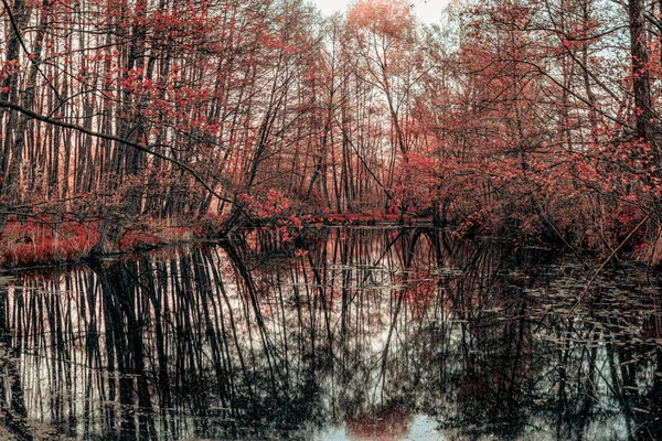 Serene Picturesque Autumn Forest River — Fotografia de Stock