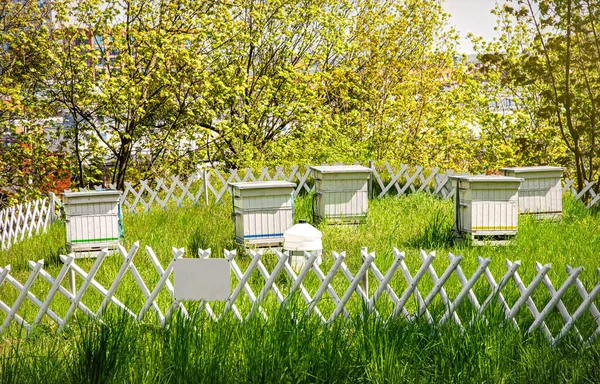 Houten Bijenkorven Het Bosgebied — Stockfoto