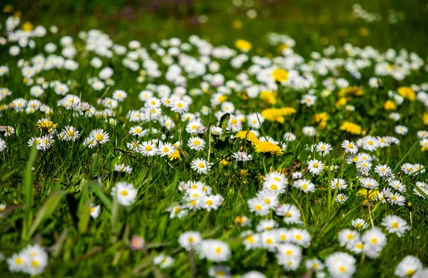 White Daisy Flowers Alpine Meadow — Stok fotoğraf