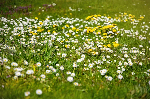 Flores Margarida Brancas Prado Alpino — Fotografia de Stock