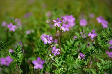 Çiçek açan pentekost çayırı, çiçek açan kekik