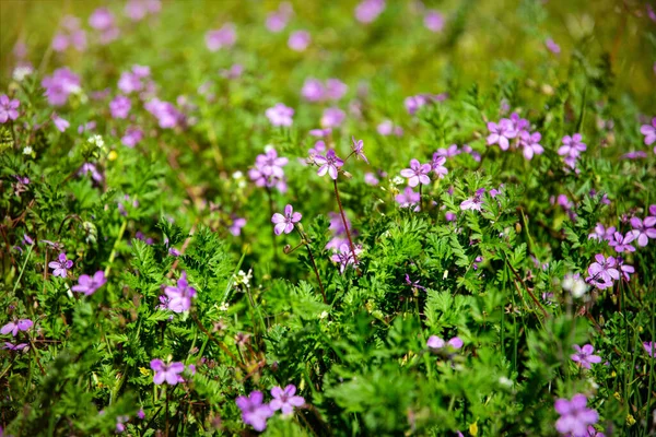 Blooming Pentecost Meadow Flowering Thyme — Stock Photo, Image