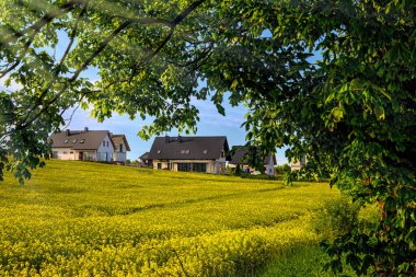 Güzel kolza tohumu tarlası ve köy evleri