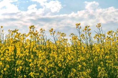 Sarı kolza tohumu tarlası