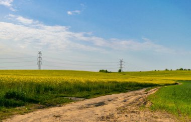 Sarı kolza tohumu tarlası