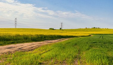 Sarı kolza tohumu tarlası