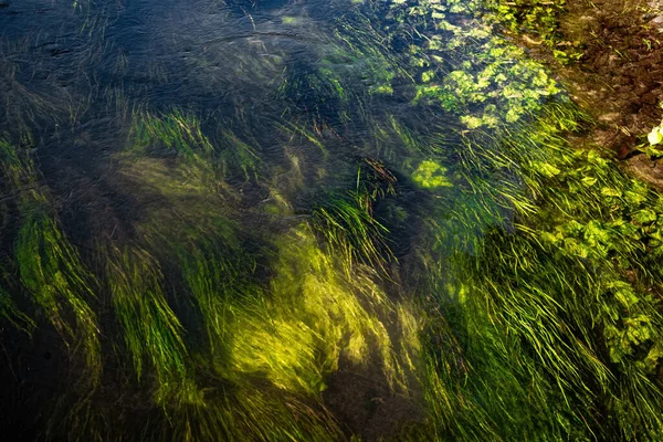 Algas Plantas Verdes Bajo Agua Fondo Del Río — Foto de Stock