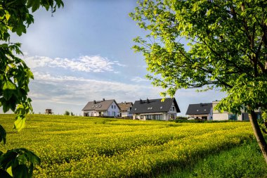 Güzel kolza tohumu tarlası ve köy evleri