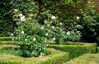 Geleneksel İngiliz bahçesinde açan beyaz güller