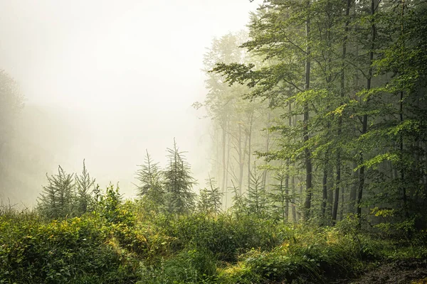Salaperäinen Sumuinen Aamu Syksyllä Metsässä — kuvapankkivalokuva