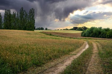 Yeşil tarlalar arasındaki toprak yol, kırsal alan