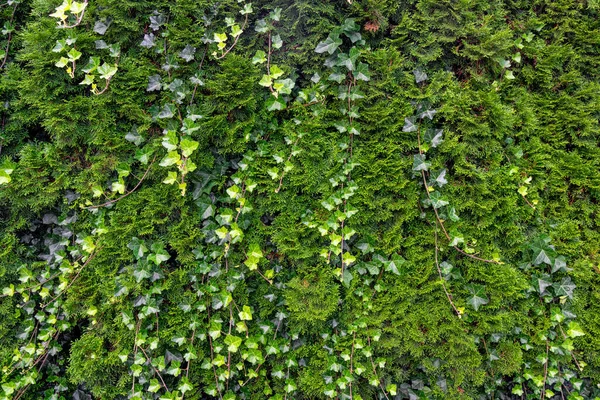 Yeşil Doğal Sarmaşık Yaprakları Arka Plan — Stok fotoğraf