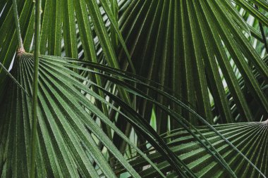 Yeşil palmiye ağacı doğal dokusu