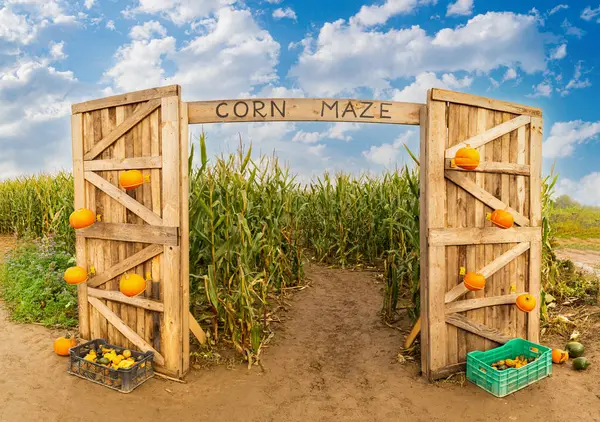 Кукурузный Лабиринт Сельскохозяйственное Поле Летний Праздник Урожая Стоковое Фото