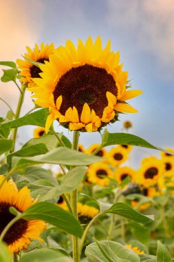 Sarı çiçekli yaz ayçiçeği tarlası