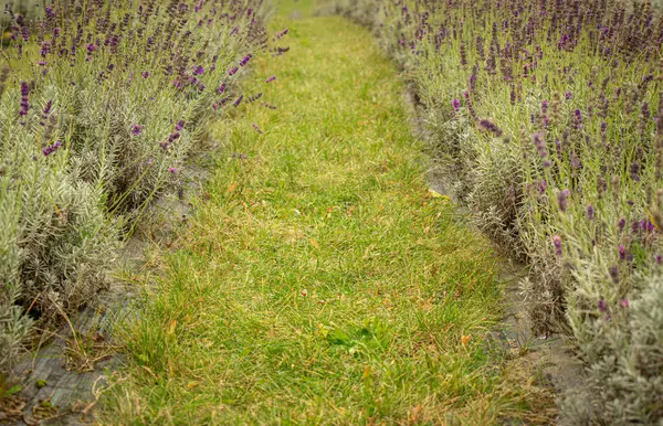 Lavender agricultural field. Fragrant herb growth