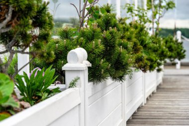 Bahçede yeşil çam ve beyaz çit