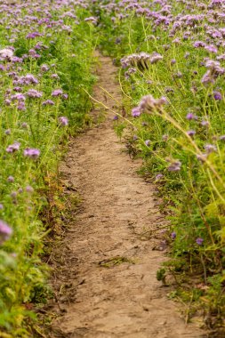 Çiçek açan safha alanında yol