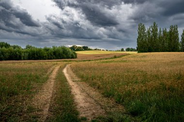 Yeşil tarlalar arasındaki toprak yol, kırsal alan